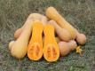 Seasons - Butternut Squash