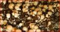 Button Mushrooms From Small Kine Farms, Hawaii