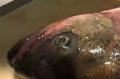 How To Find If A Fish Is Fresh?