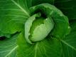 How To Make Ham And Cabbage Salad