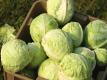 Seasons - Cabbage