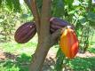 The Cacao Incident  Video