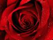 Can You Eat Roses & Rose Products?