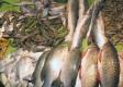 Catch It, Cook It & Eat It - Fishing With Captain Rick