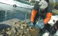 Mike Osinski Oyster Farming Ideas