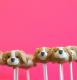 How To Make Cavalier Pops