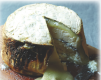 Cedar Planked Goat Cheese
