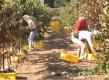 Harvesting Pinot Noir