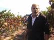 Ceja Vineyards Harvest 2009: A Day's Labor Video