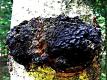 How To Find And Harvest Chaga Mushroom