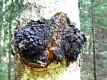 The Healing Properties Of Chaga With Daniel Vitalis