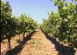 Vine And Grapes Review