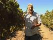 Chardonnay Update With Winegrower Armando Ceja