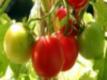 Spring Planting On Wegmans Organic Farm: Tomatoes