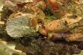 How To Make Bacon And Peppers Chicken
