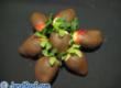 Molded Chocolate and Chocolate coated Fruits and Nuts