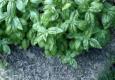 How To Chop Fresh Basil