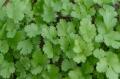 Grow Cilantro Or Coriander Leaves