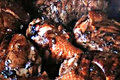 Citrus Marinated Grilled Chicken 