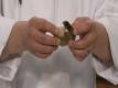 Tips To Clean Shrimp
