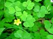 Clover Or Wood Sorrel And Is Nutritional Yeast Raw  Video
