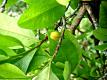 Need More Calcium And Don't Want Milk- Try Coca Leaves