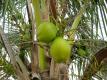 Opening Coconut