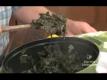 How To Make Collard Greens