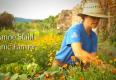 Tips To Grow Companion Planting