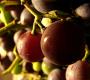 How To Make Concord Grape Jelly