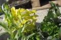 Container And Vertical Gardening Stuff