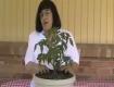 About Container Tomato Garden