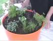 About Herb Container Gardening