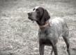 Cooper: The Blind Bird Hunting Dog