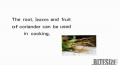 Uses For Coriander Root