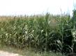 Corn Production Surges In Virginia