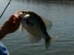 How To Do Crappie Fishing On Barkley Lake