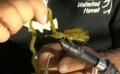 How To Tie A Crayfish Wolly Bugger