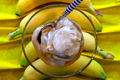 How To Make Banana Cream