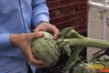 Crispy and Fried Baby Artichokes with Lemon and Thyme Aioli Recipe Video