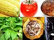 Are Our Crops Infected With Gmo From Cross Pollination