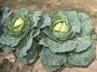 Update On Raw Cruciferous Vegetables & Thyroid Function