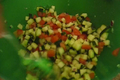 How To Make Cucumber And Tomato Salad
