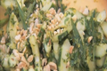 Cucumber Salad with Lemon Grass