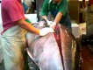 How To Cut Tuna