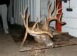 All About Dan Miller Buck
