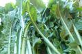 How To Make Dandelions With Olive Oil