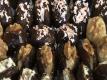 Stuffed Dates - Ramadan Specials
