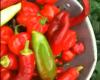 Datil Peppers Introduction