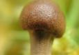 Cordyceps Review By David Wolfe